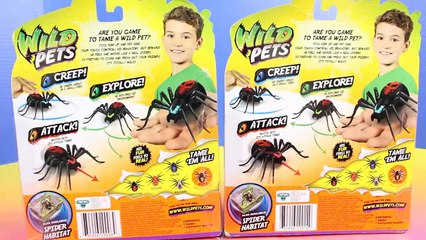 Wild Pets Spiders Scare mer Fun Camping Family Hulk Shakes Family Tent