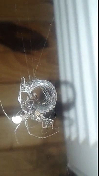 Combat entre un scorpion et une araignée géante !