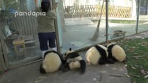 Ces bébés pandas rendent fous leur gardienne !