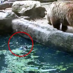 Urso ajuda cão a salvar-se quando esta se encontrava na água