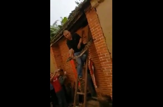 Un homme attrape un gros serpent à mains nues.