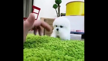 dog pet CUTE _ HOT !!!!