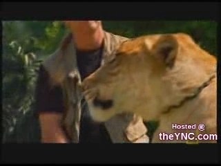 Leão (lion) com tigre (tiger) - Liger