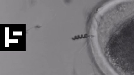 Spermbot: The Futuristic Fertility Enhancer of Tomorrow