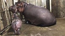 Cincinnati Zoo's Baby Hippo Reunited with Mom