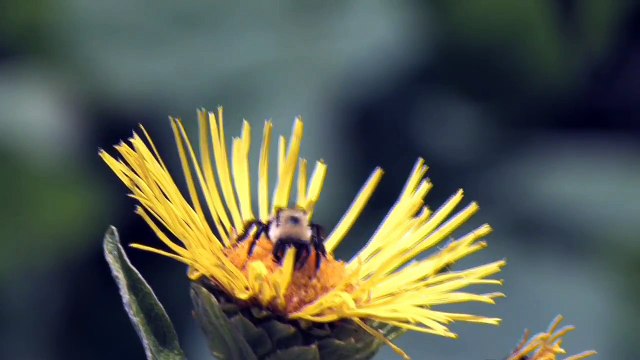 Bee Hive Removal - Houston, Texas - 713-551-6320