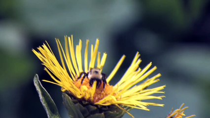 Bee Hive Removal - Houston, Texas - 713-551-6320