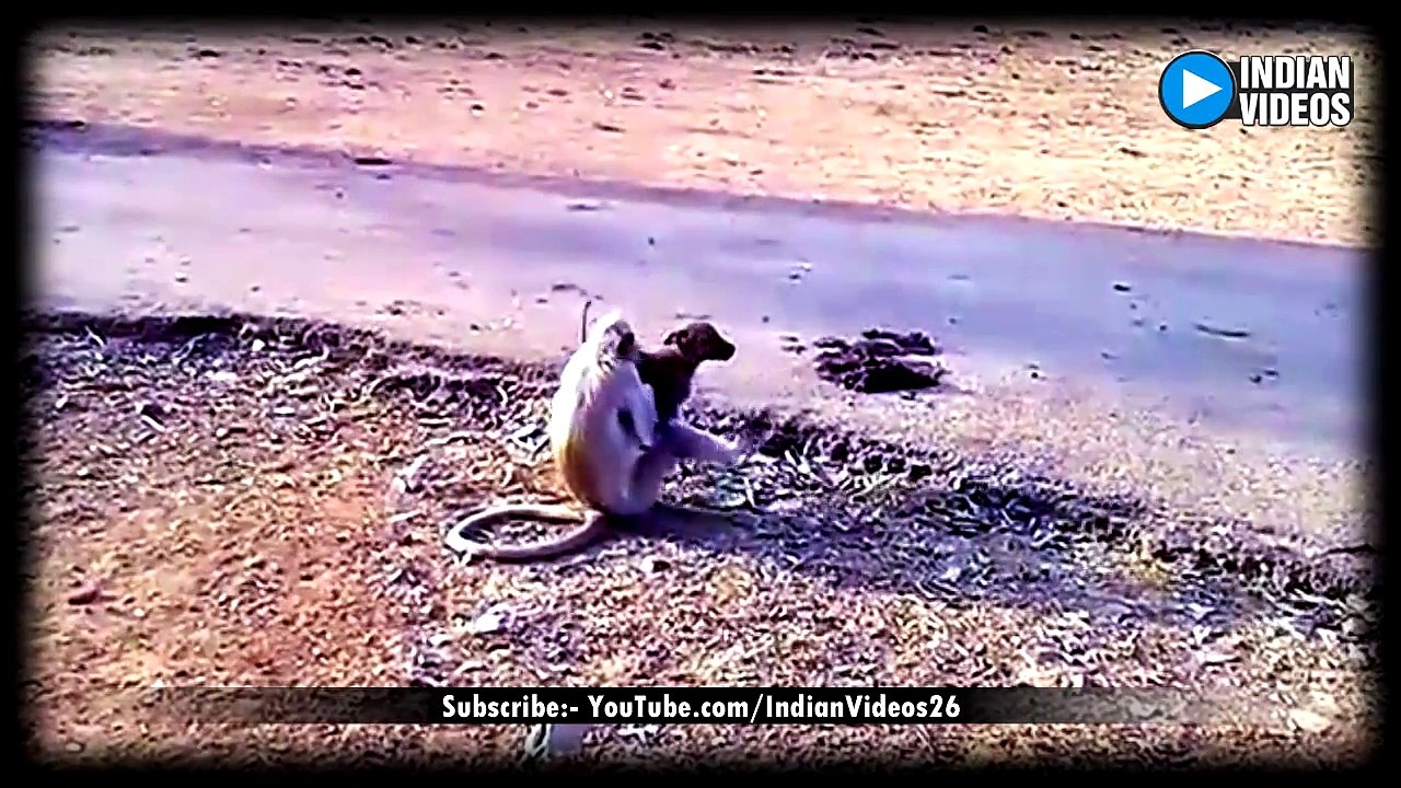 Monkey and Dog Funny Voice Over | Hera Pheri | Monkey as Babu Rao (Presh Rawal) | Dog as Shyam (Sunil Shetty)