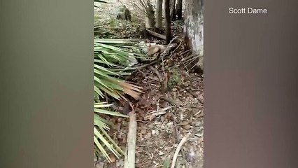 Florida man shoots 12-foot python as it strangles goat