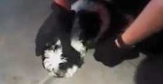 Albuquerque Police Officers Rescue Choking Puppy