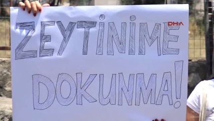 Bodrum Çevreciler Zeytin Ağaçlarının Korunmasını Istedi