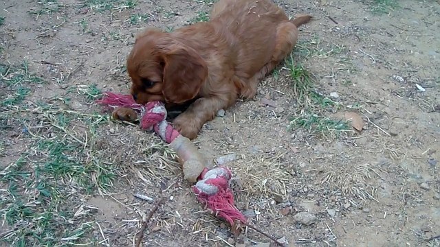 012 G femelle cavalier ruby portee Cody x J'adore