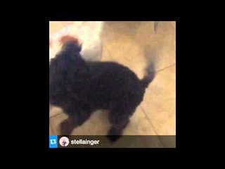 Dog Opens Crate To Let Other Dog Out - EsNews