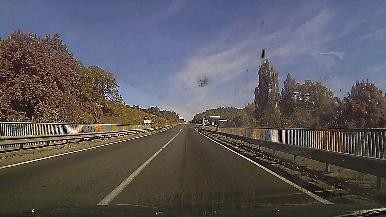 Deer Encounter