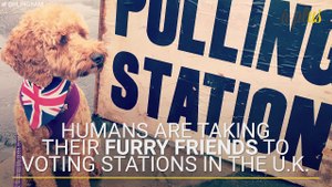 Humans Are Taking Their Furry Friends To Voting Stations In The U.K.