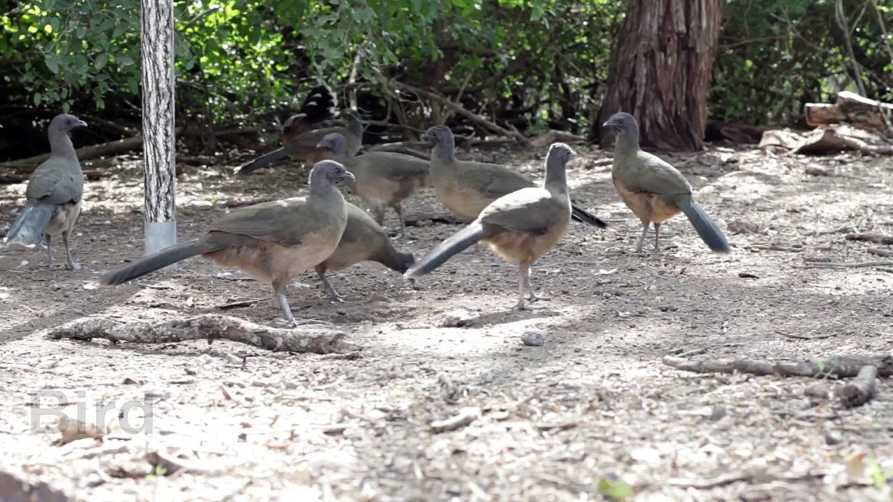 [English vocabulary–Farm animals] Animales en inglés (Parte 2)