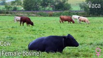 [English vocabulary–Farm animals] Animales en inglés (Parte 4) - YouTube