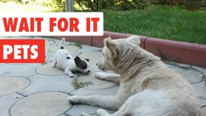 Wait For it Pets | Funny Pet Video Compilation 2017