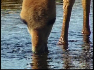 tierra enquevivimos la fauna p 4