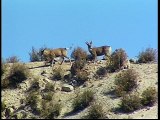 tierra enquevivimos la fauna  p 3