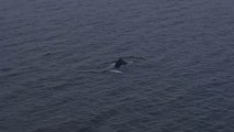 Drone Captures Humpback Whale Cruising in Seattle