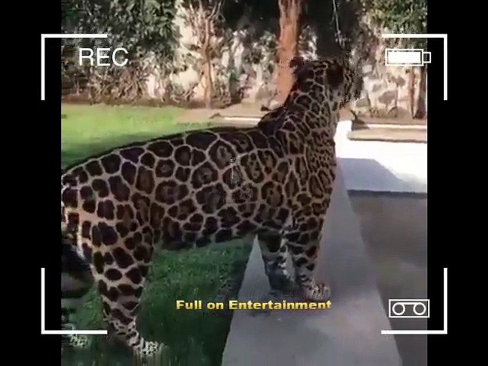 Cheeta Looking Lion