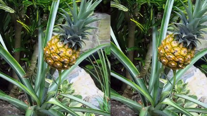 la dieta de la piña(baja peso rápido en 3 días)