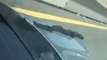 Snake Going Places: Reptile Slithers Up Hood of Car on Highway