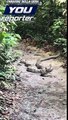 Luftë e ashpër mes dy zvarranikëve më të rrezikshëm në botë- Pitoni dhe kobra sulmojnë njëra-tjetrën