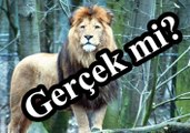 Türkiye’de Nesli Tükenen 10 Hayvan Türü