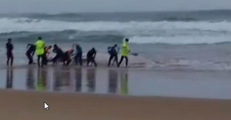 Stranded Whale in Sawtell Survives Night, But Poor Weather Hampers Rescue Efforts