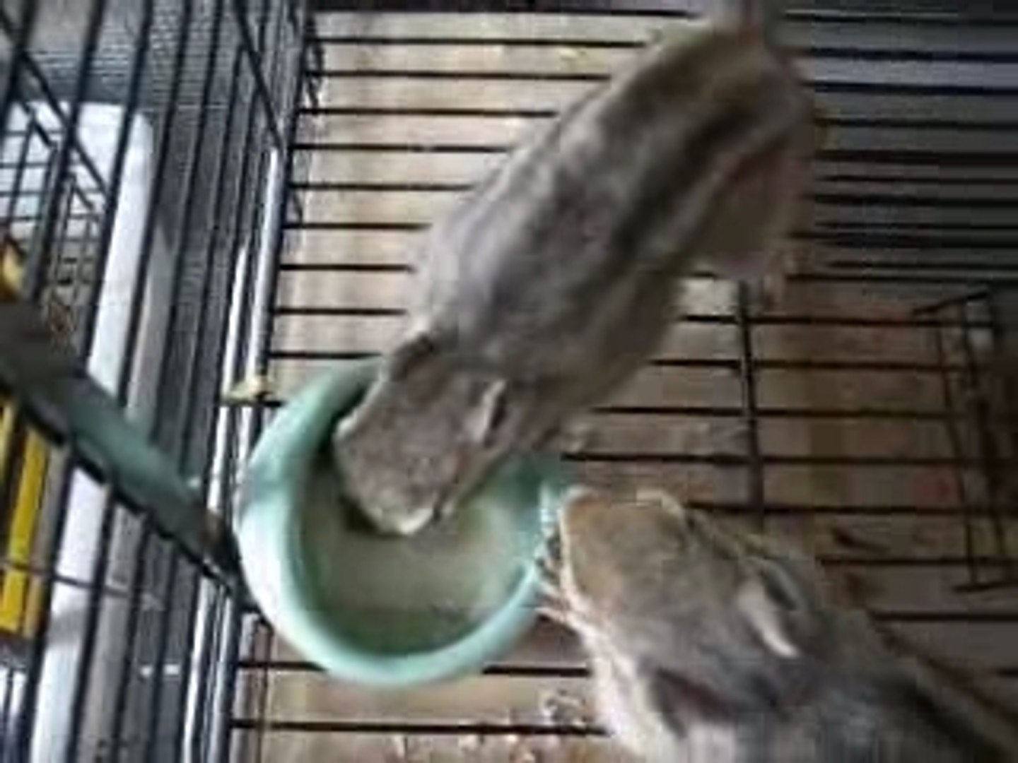 ｍy pets
