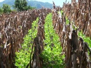 Adoptan medidas de mitigacion por cambio climático
