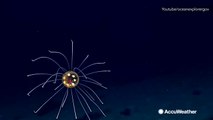 Unusual creatures that lurk in the deep sea floor