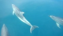 Dauphins - Bayonne, Pays Basque, 64