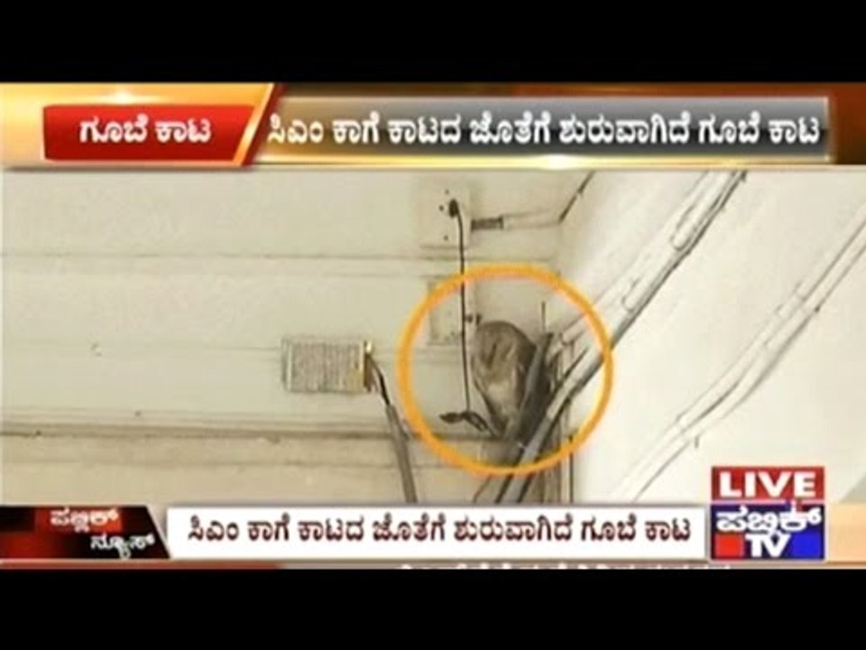Stare Of Owls Found Resting Around Vidhana Soudha