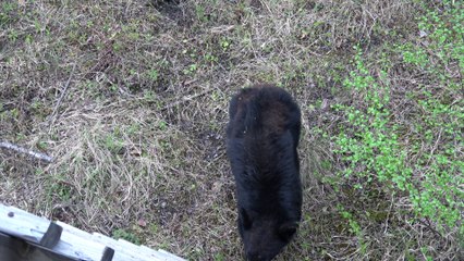Curious Black Bear