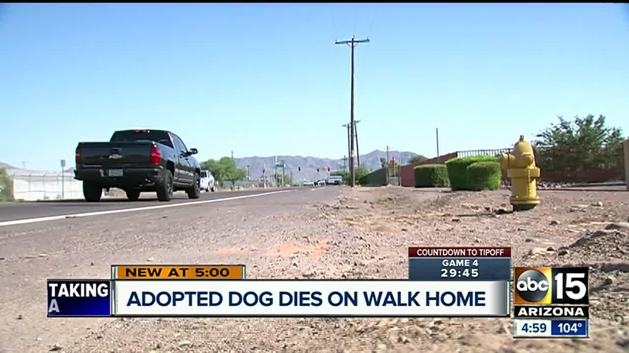 Newly adopted dog dies after walking home in hot temperatures - video ...