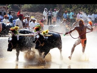 Watch video Kambala Training in Udupi, Karnataka