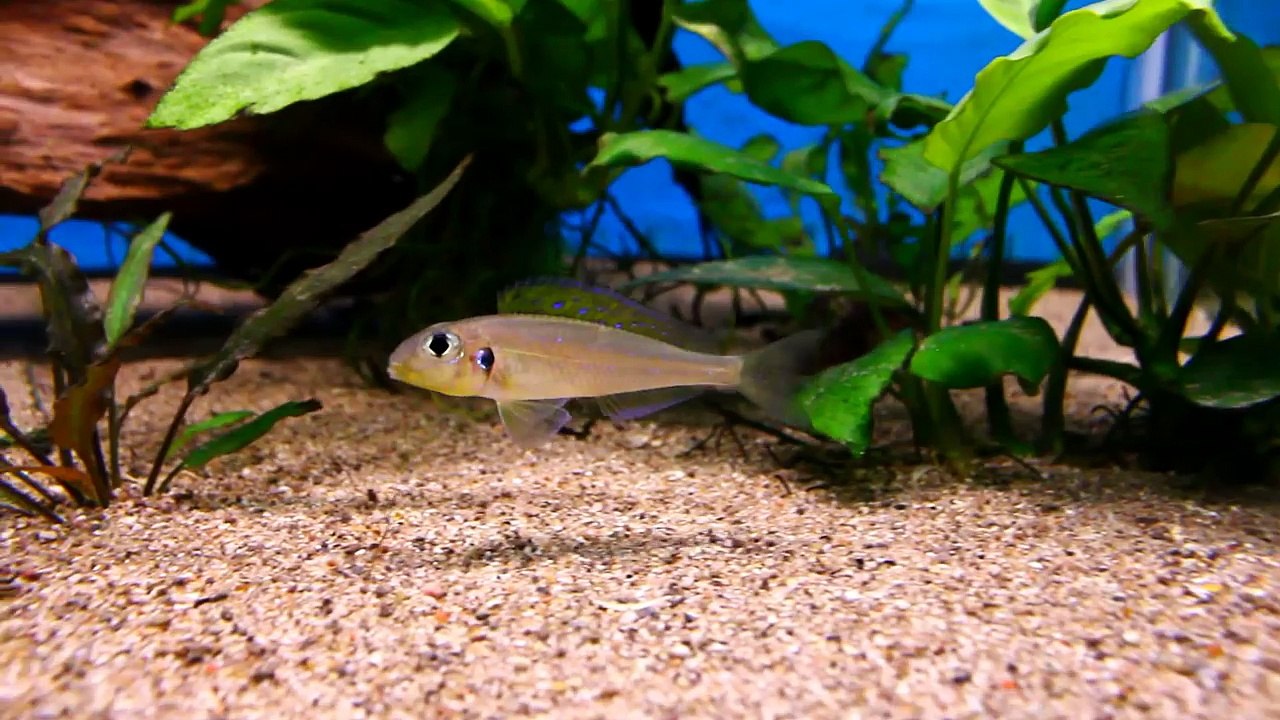 BEAUTIFUL TANGANYIKAN AFRICAN CICHLID  XENOTILAPIA FLAVIPINNIS