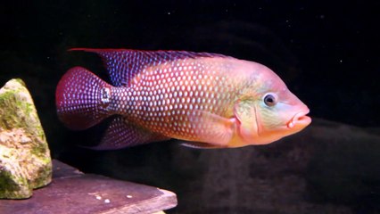 HOW TO MIX BIG BAD AGGRESSIVE AQUARIUM FISH FOR BREEDING!