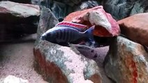 INCREDIBLY BEAUTIFUL TROPICAL AQUARIUM FISH   COPADICHROMIS VIRGINALIS FIRECREST
