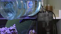 HOW TO - Care & Maintain a Fluval Sea EVO Aquarium (ft. Mr. Saltwater Tank)