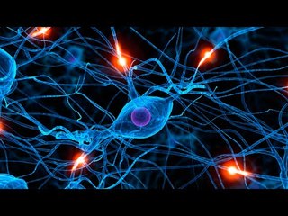 ¿Para que sirven las células madre?