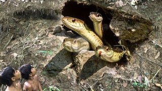Amazing Snake Trapping - How to Trap Snake Using Khmer Traditional Trap in Jungle