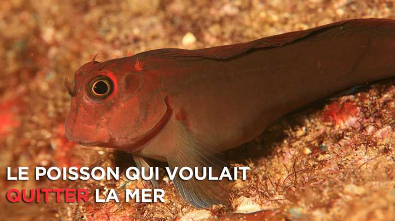 Ce poisson est en train de quitter la mer pour coloniser la terre