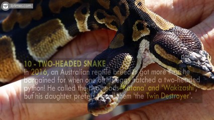 10 Pets You Won’t Believe Actually Exist