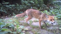 Renard en plein jour, à Rouen, 03/06/2017 et 05/06/2017