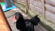 shamo hens fighter hens