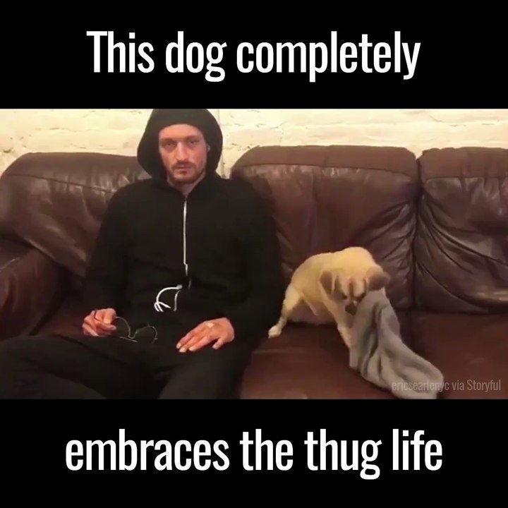 un chien gangster